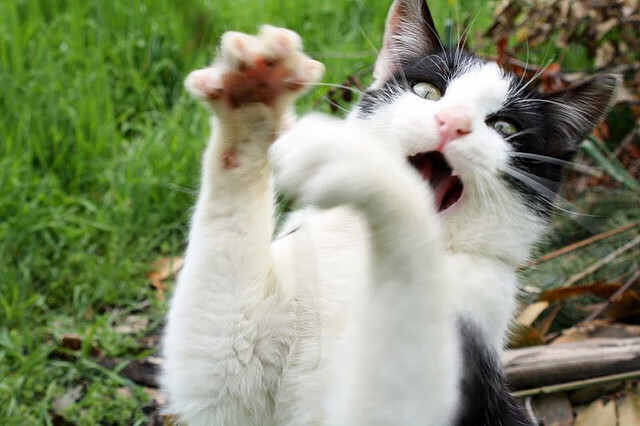 跨界幻境，厄瓜多尔球衣速胜莱比锡之夜，姆巴佩的NBA季后赛皮肤如何接管赛场