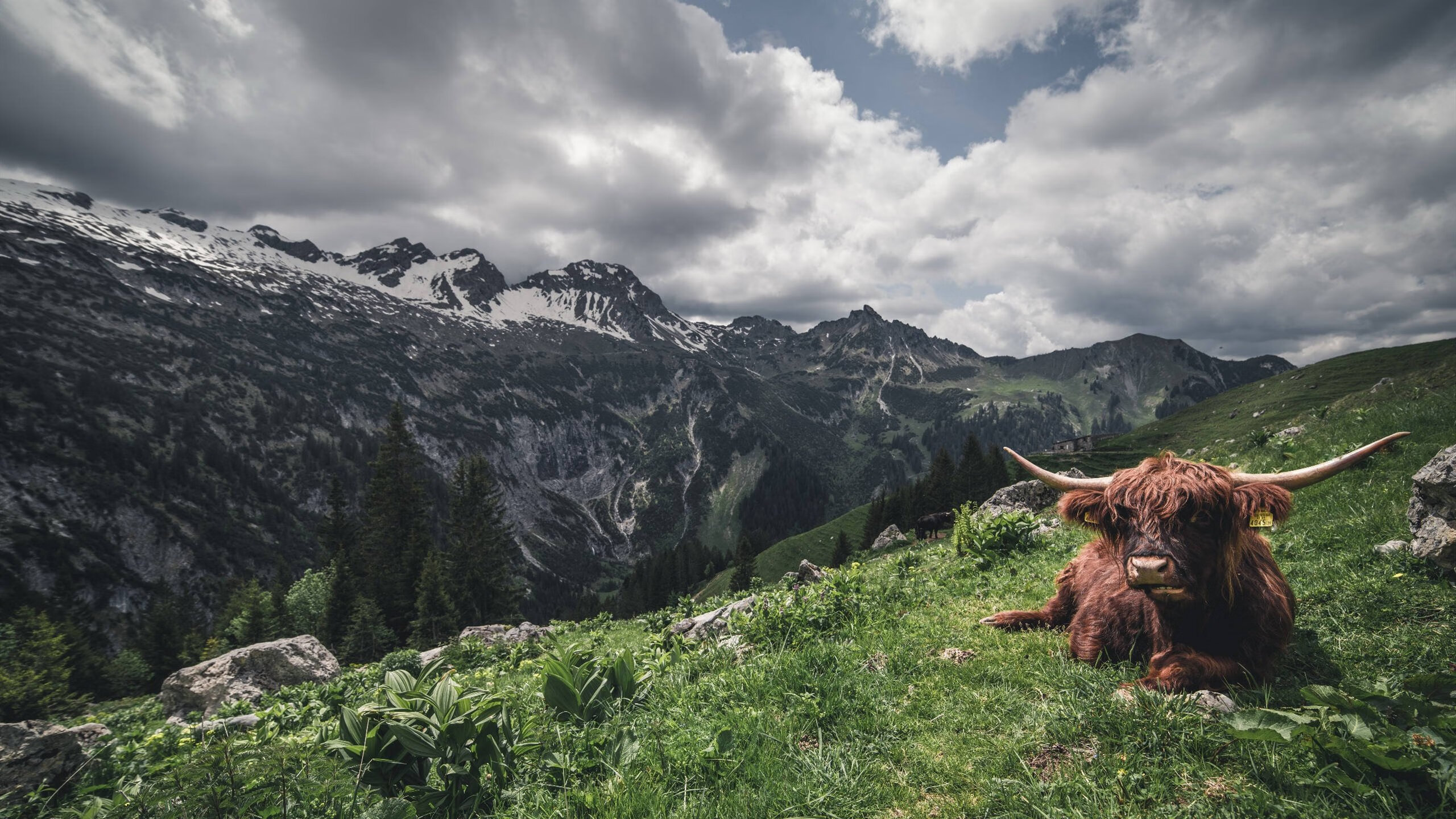 双重节奏艺术，从尼克斯的精密齿轮到杰伦·格林的世界杯狂想曲