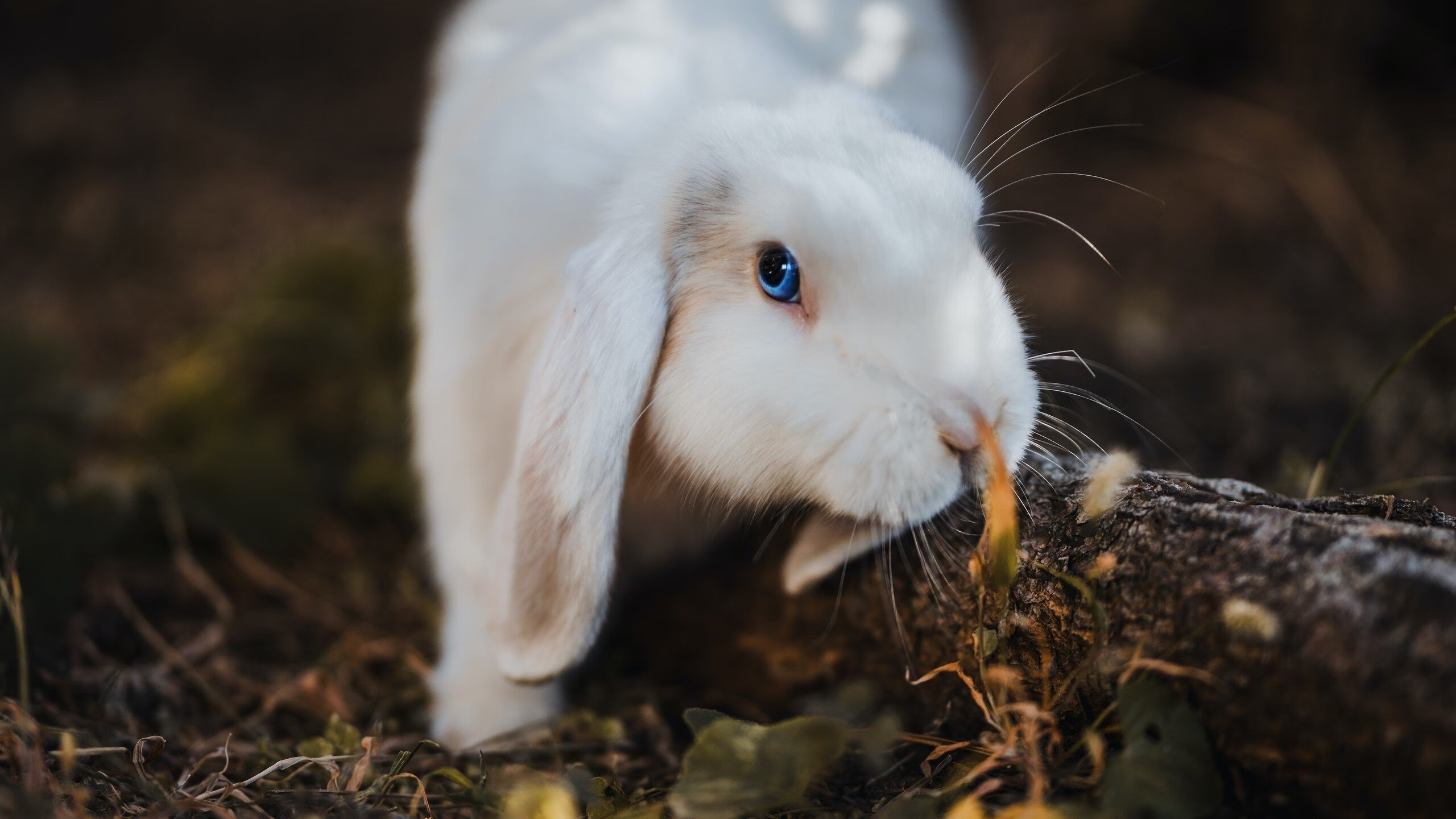 穹顶之下，数据洪流中的逆袭—当山西队用三分雨浇灭马刺银黑王朝