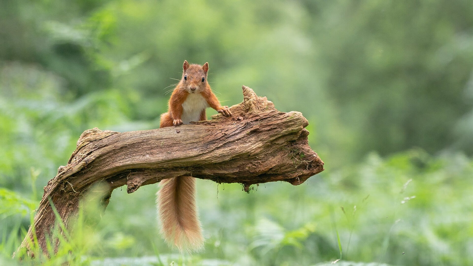 防线坍塌之夜，米切尔如何将联盟第一防线撕成碎片