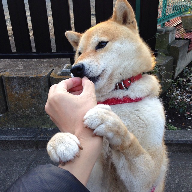 雷火电竞充值-沉默者终局，浓眉爆发黄蜂淘汰赛过关，上海王朝意外崩塌记