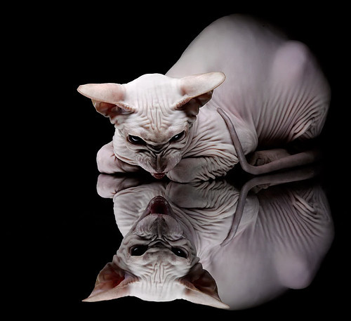 风驰电掣与绿茵逆转，速度与意志的双重奏