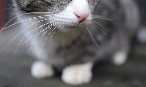 双线奏凯，篮网德比夜惊魂险胜，爱德华兹F1揭幕战闪电接管